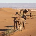 Scopri il Marocco in un viaggio di 15 giorni che ti porterà attraverso una vasta gamma di paesaggi e culture uniche, dalle vivaci città imperiali alle silenziose dune del Sahara. Questo tour ti permetterà di esplorare le affascinanti città di Casablanca, Rabat, Fez e Marrakech, patrimonio mondiale dell'UNESCO, e ti condurrà attraverso le imponenti Montagne dell'Alto Atlante fino alle antiche kasbah e ai villaggi berberi. Vivrai un’esperienza autentica sotto le stelle nel deserto del Sahara, percorrendo in cammello le maestose dune di Erg Chebbi, e scoprirai la vibrante energia di Essaouira, con le sue fortificazioni portoghesi e il porto affacciato sull'Atlantico Tour 15 giorni da casablanca 2025 Tour 15 giorni in Marocco da casablanca 2025 Sahara Odyssey