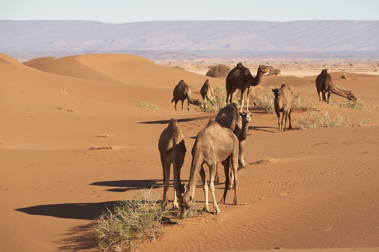 Tour 15 giorni in Marocco Sahara Odyssey
