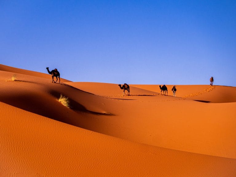Tour 15 Giorni in Marocco - Dromedari sulle dune di Merzouga - Viaggio Organizzato in Marocco
