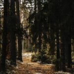 La visita ad Azrou e alle sue foreste di cedro rappresenta un'opportunità unica per scoprire la bellezza naturale e la cultura berbera del Medio Atlante. Il contrasto tra la vivace città di Azrou e la tranquillità dei boschi offre un'esperienza memorabile. Concludendo la giornata a Fes, potrete riflettere sulle meraviglie naturali e culturali esplorate durante il giorno, arricchendo ulteriormente il vostro viaggio nel grande sud marocchino. Tour Marocco 9 giorni 2025 Tour Marocco 9 giorni 2025 2025 il grand sud et la Kasbah
