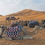 Tour da Fes al deserto 2 giorni 1 Notte / 2025 viaggio da fes al deserto 2 giorni , notte al deserto da fes ,al deserto da fes ,tour giorni da fves